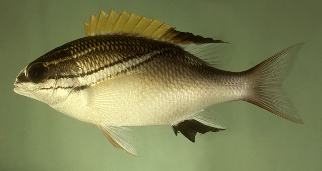 Scolopsis bilineata