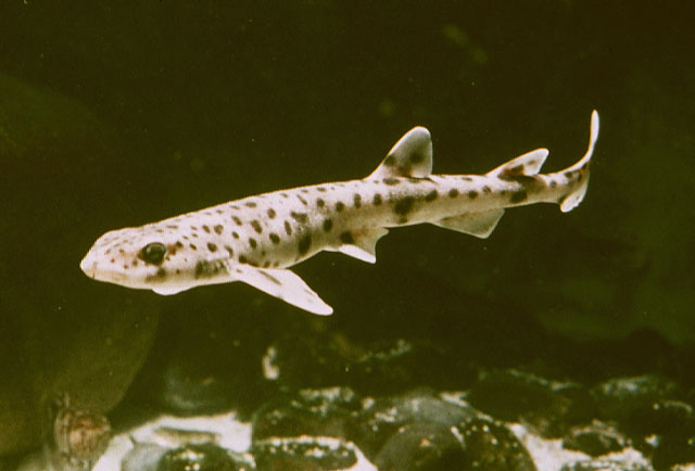 Scyliorhinus canicula