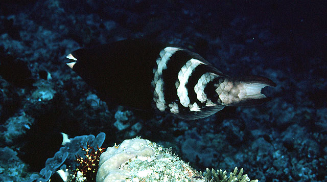 Scarus caudofasciatus