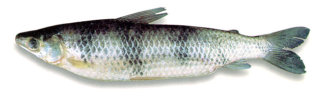 Schizodon corti