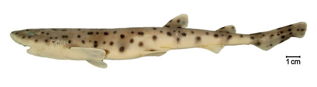 Scyliorhinus haeckelii