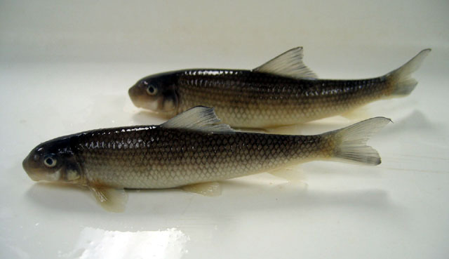 Moxostoma lachneri