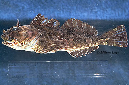 Scorpaenichthys marmoratus