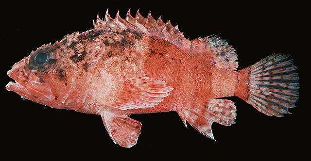 Scorpaenodes parvipinnis