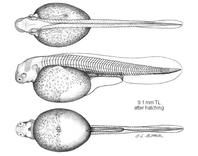 Scaphirhynchus platorynchus