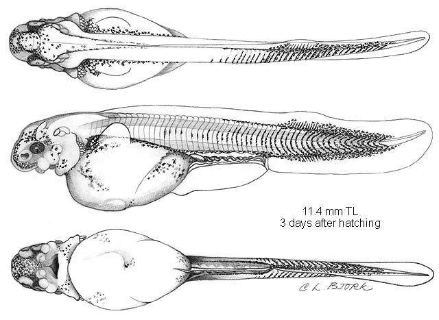 Scaphirhynchus platorynchus