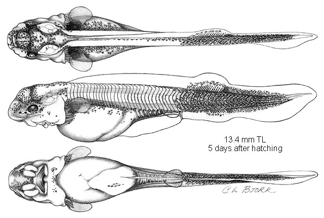 Scaphirhynchus platorynchus