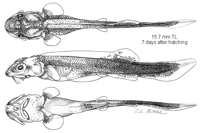 Scaphirhynchus platorynchus