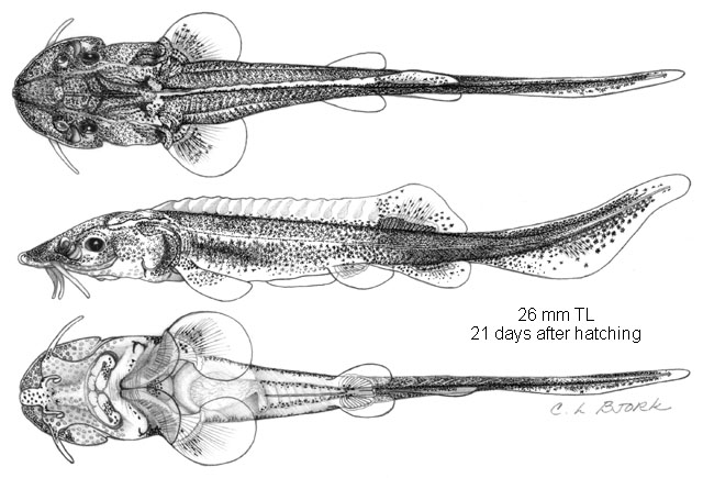 Scaphirhynchus platorynchus