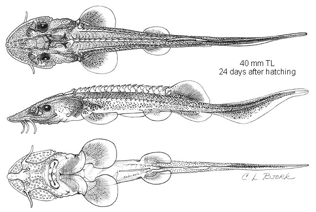 Scaphirhynchus platorynchus