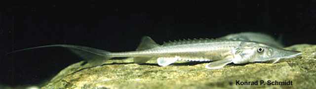 Scaphirhynchus platorynchus