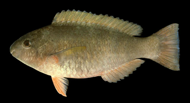 Scarus psittacus