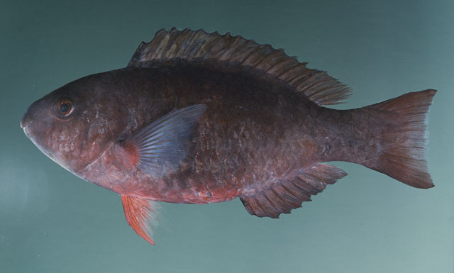 Scarus psittacus