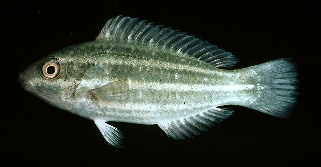 Scarus psittacus