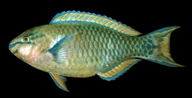 Scarus psittacus