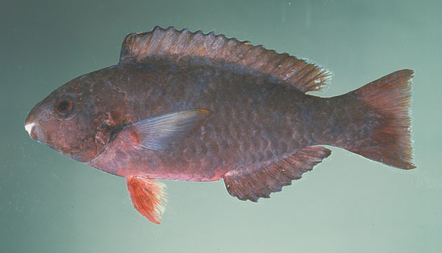 Scarus psittacus