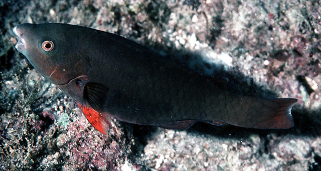 Scarus psittacus