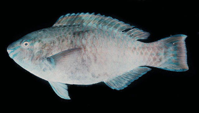 Scarus psittacus