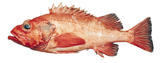 Sebastes aleutianus