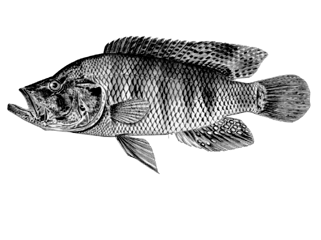 Serranochromis angusticeps