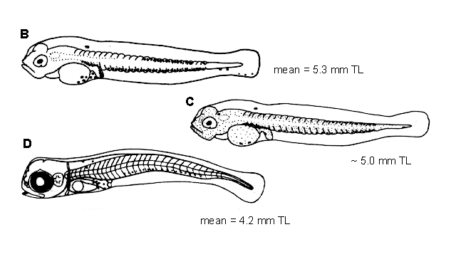 Sebastes babcocki