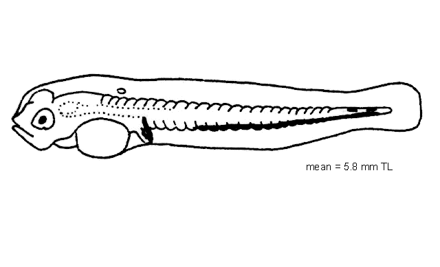 Sebastes ciliatus