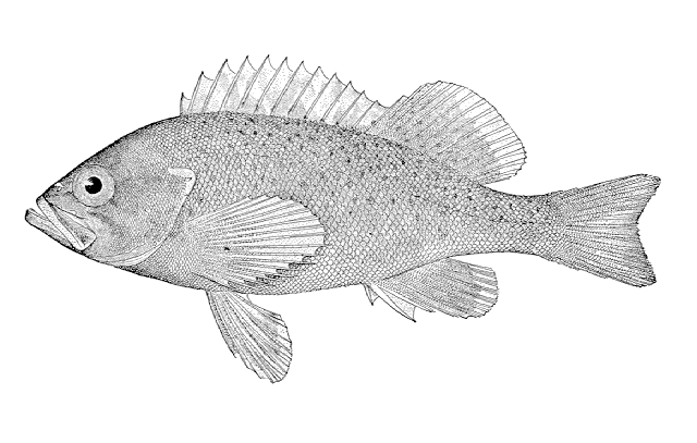 Sebastes ciliatus