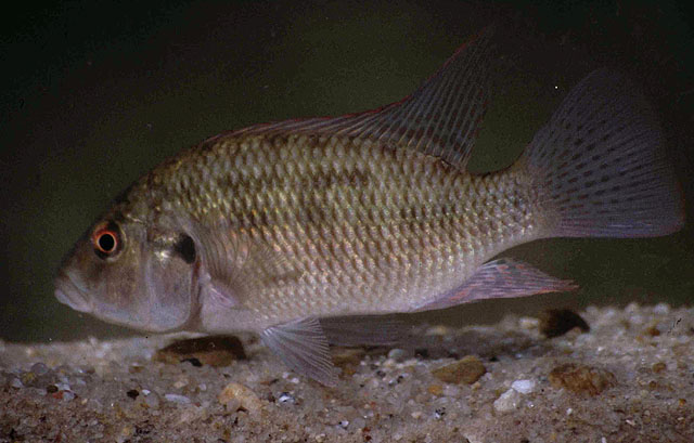 Sargochromis codringtonii