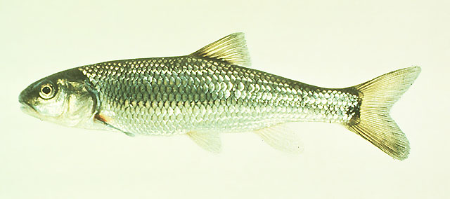 Semotilus corporalis