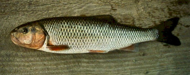 Semotilus corporalis