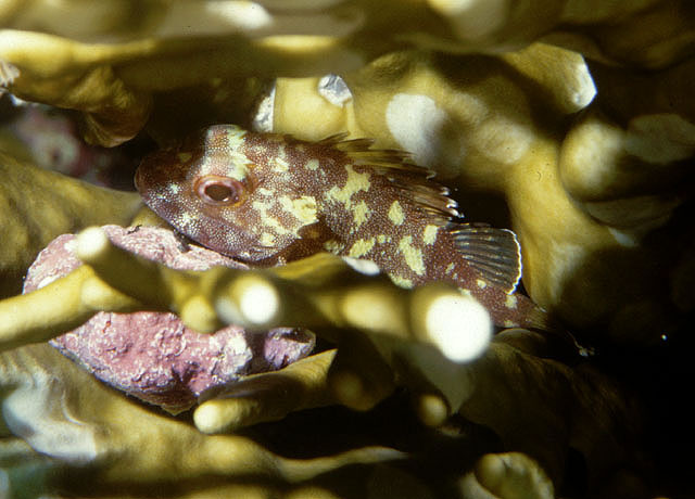 Sebastapistes cyanostigma