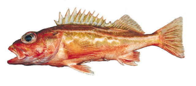 Sebastes elongatus