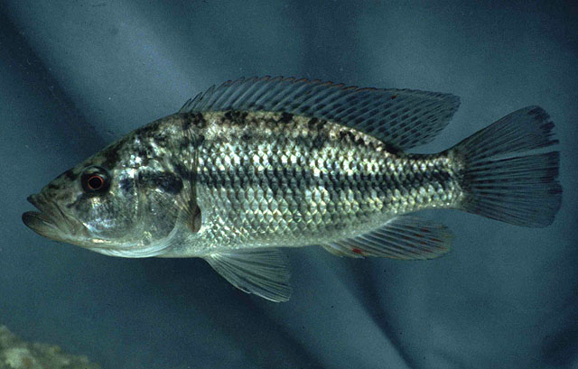 Serranochromis macrocephalus