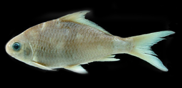 Semiplotus manipurensis