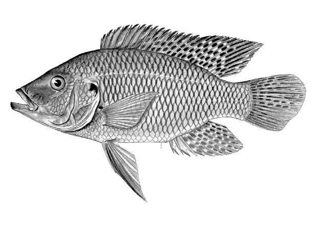 Sargochromis mellandi