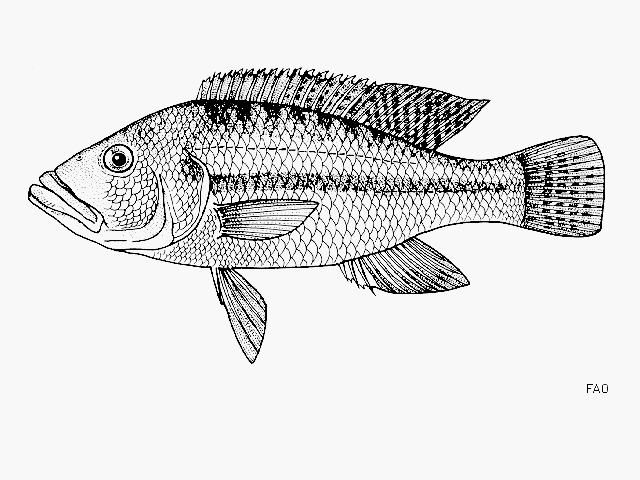 Serranochromis robustus