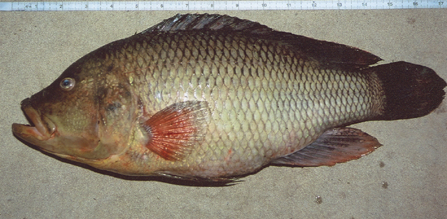 Serranochromis robustus