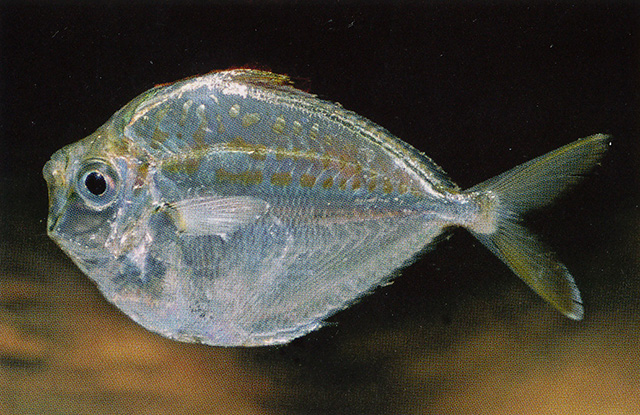 Deveximentum ruconius