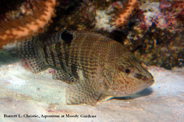 Serranus subligarius