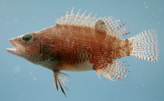 Serranus subligarius