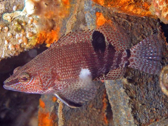 Serranus subligarius