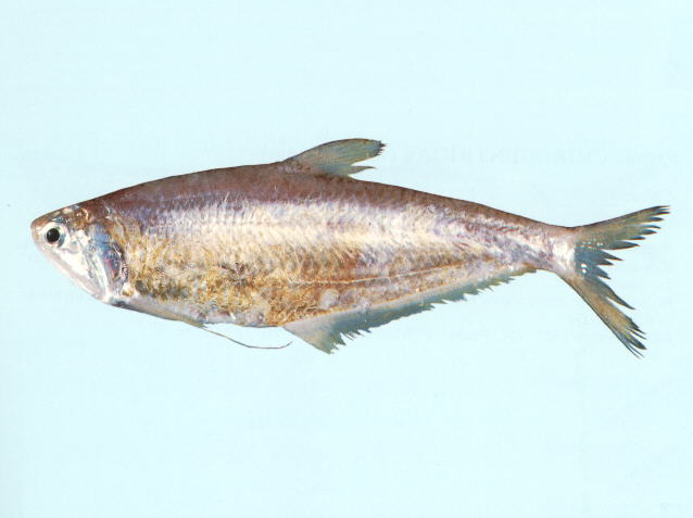 Setipinna tenuifilis