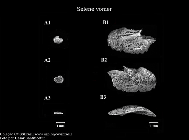 Selene vomer