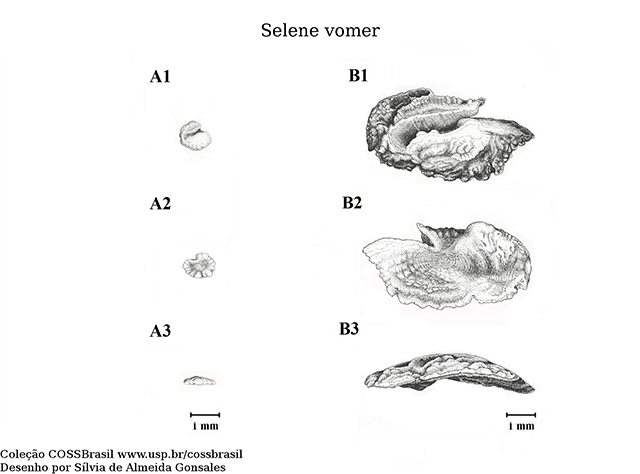 Selene vomer