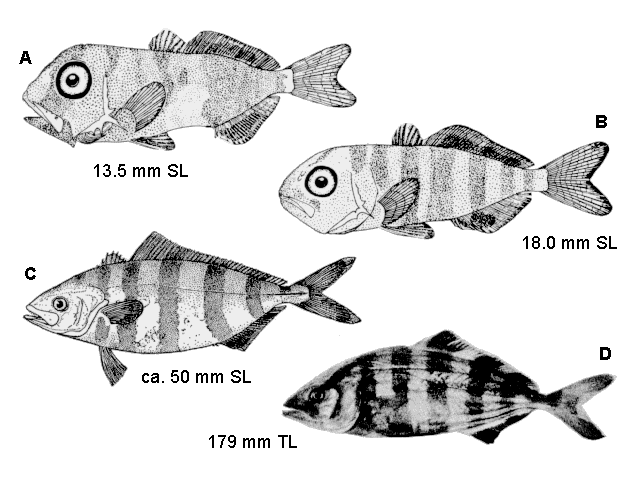 Seriola zonata