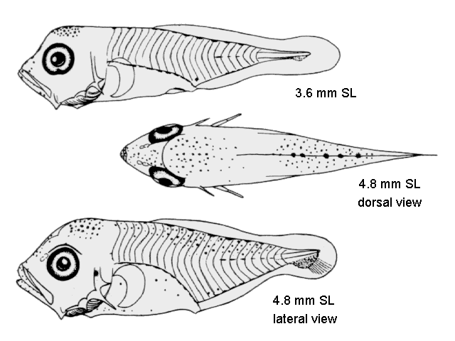 Seriola zonata