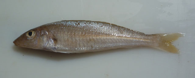 Sillago bassensis