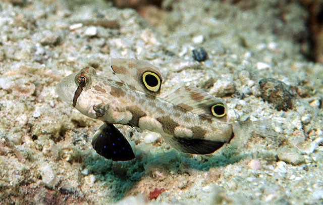 Signigobius biocellatus