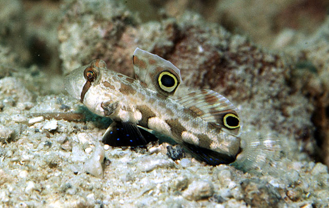 Signigobius biocellatus