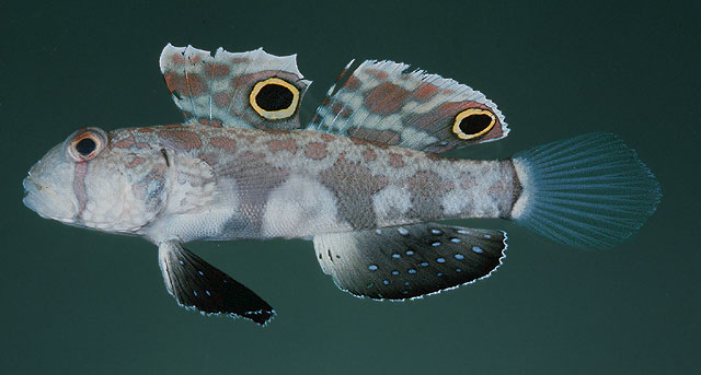 Signigobius biocellatus